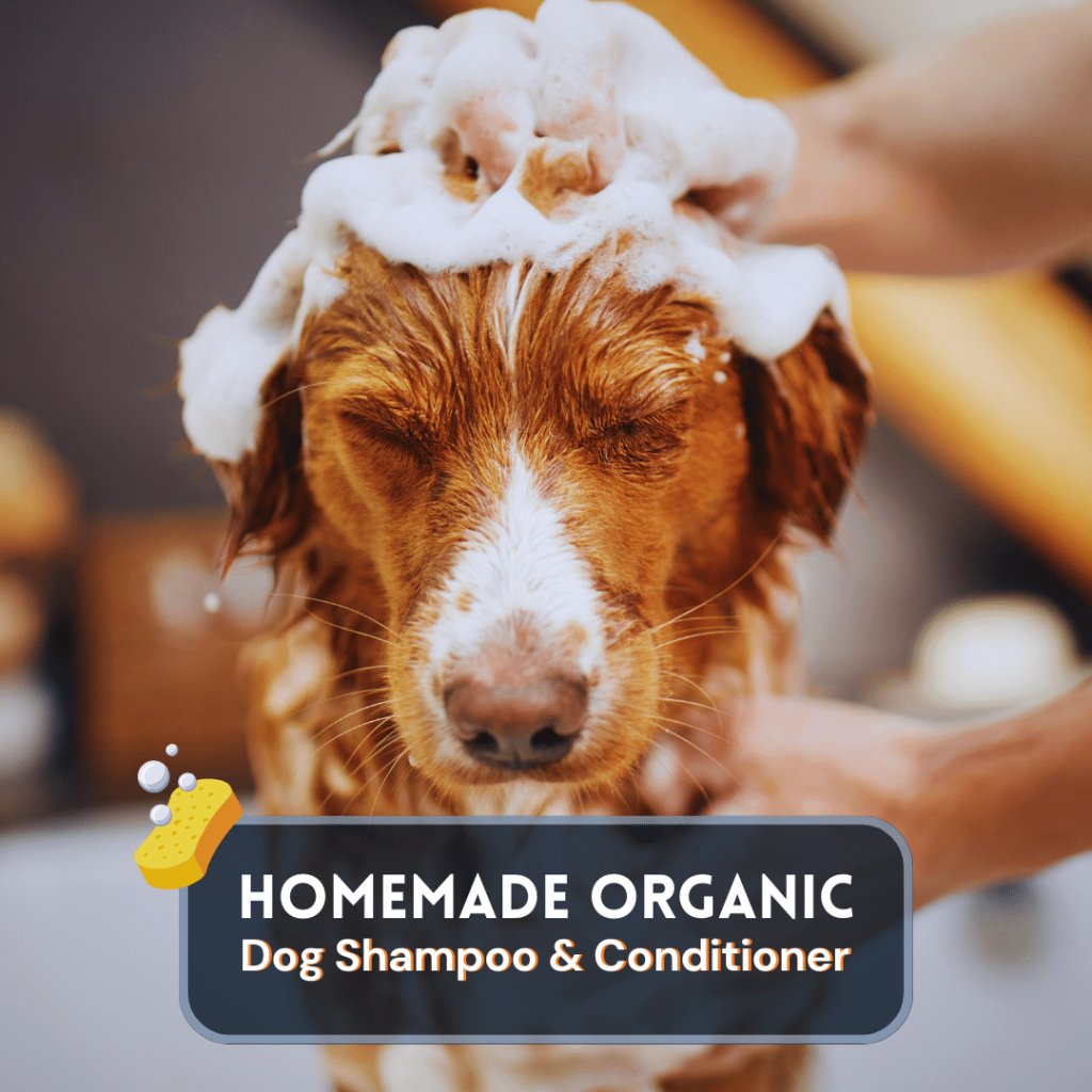 Dog being washed with homemade organic dog shampoo