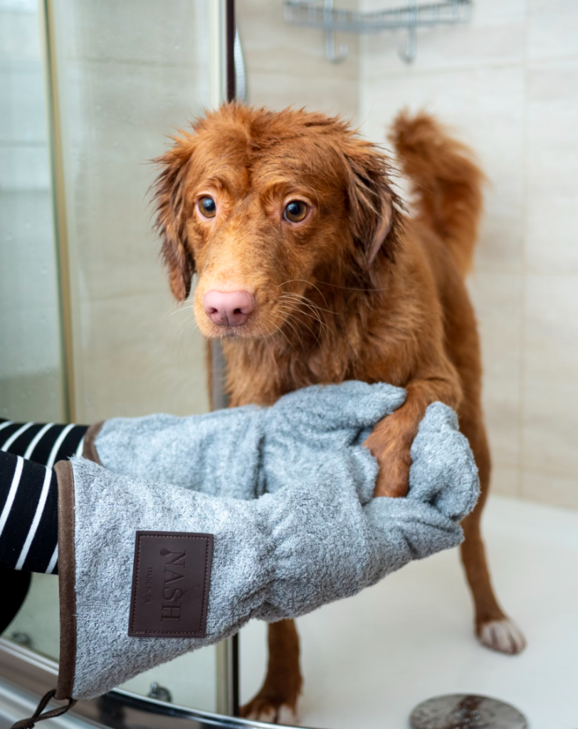 A happy, clean, freshly bathed puppy